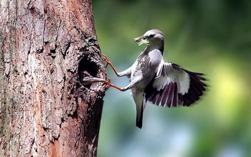 啄木鳥撞上高壓線，網友戲稱“血條消失術” 電纜安全警示引熱議